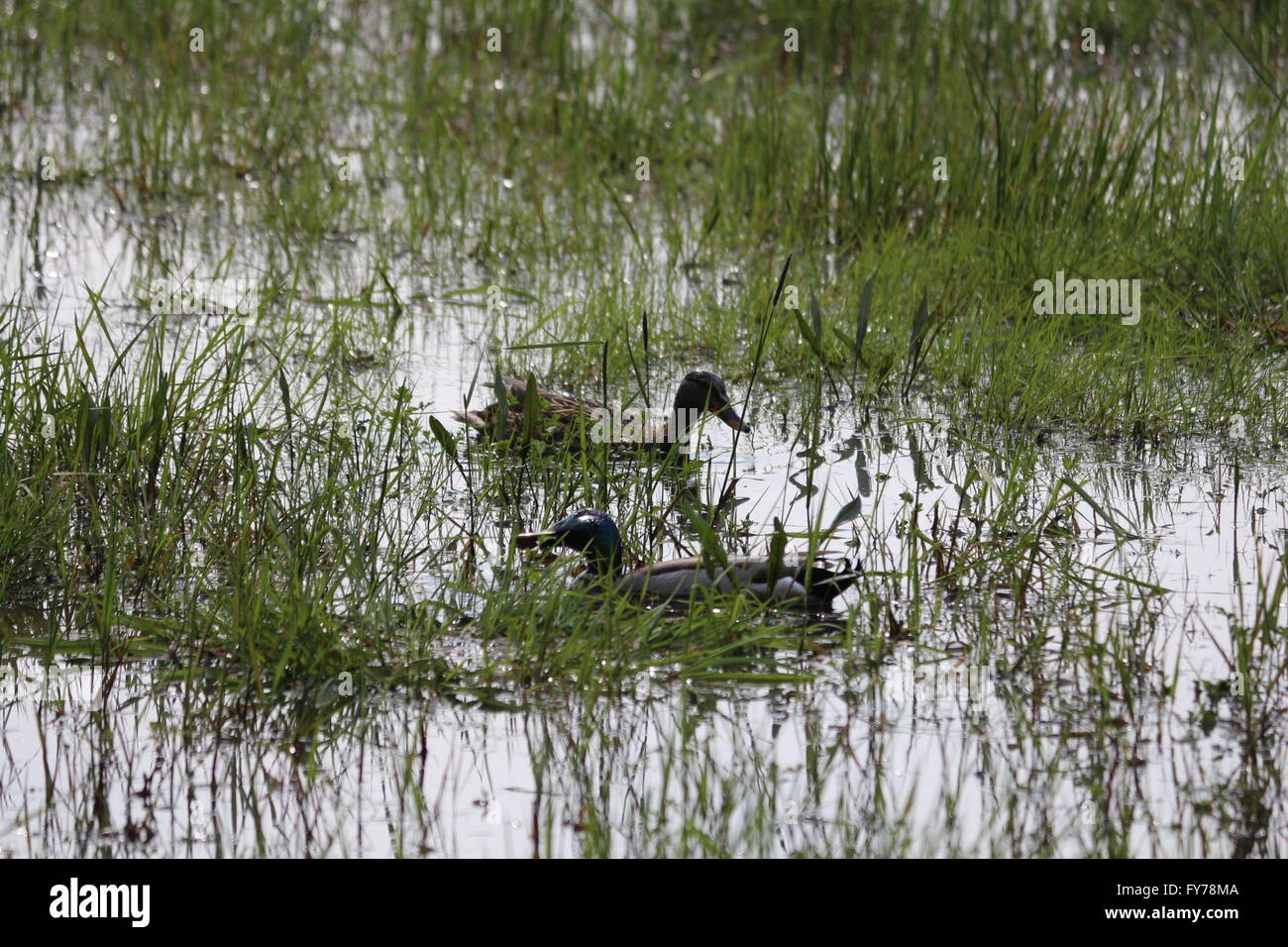 wilde Enten schwimmen in einem kleinen See in der Rhein-Land in Deutschland Stockfoto