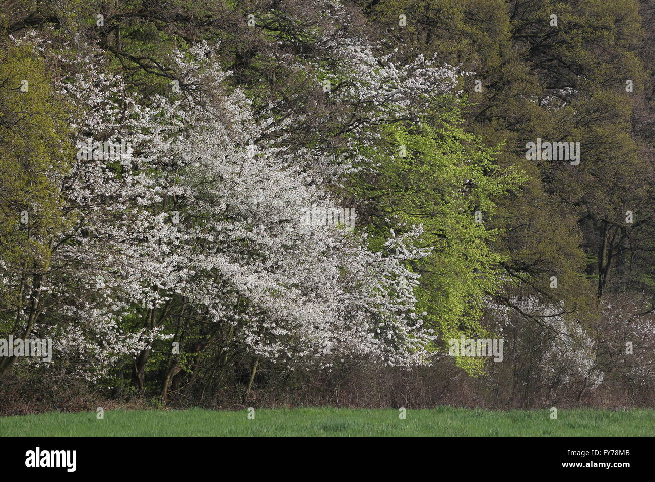 Frühling im Wald in der Rhein-Land in Deutschland Stockfoto