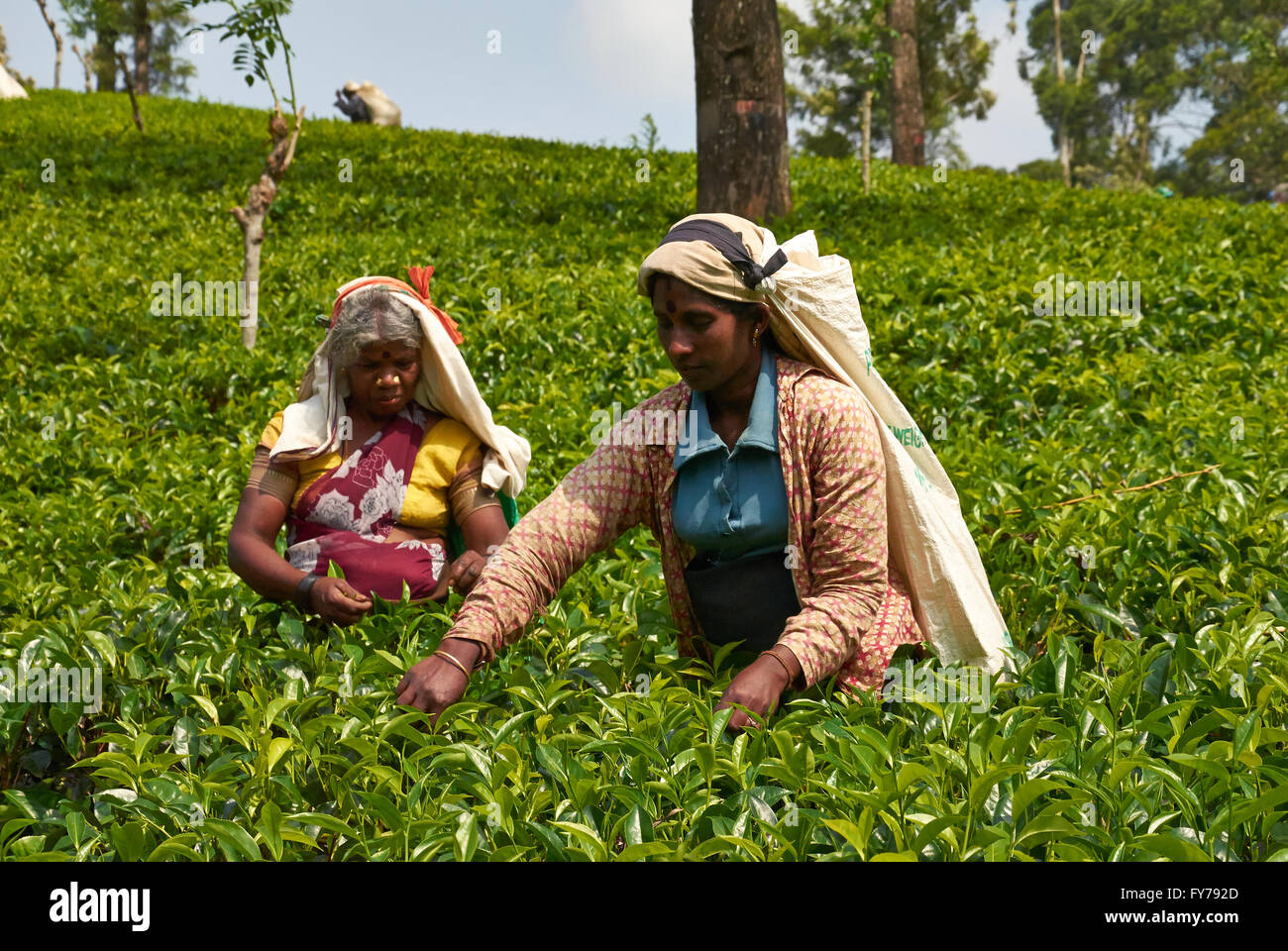 Sri Lanka, Kaffee Plantage, Tea Factory Stockfoto