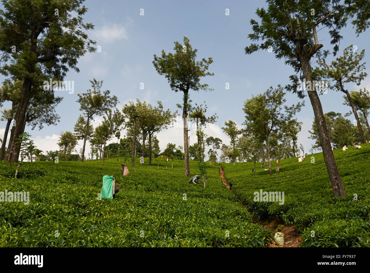 Sri Lanka, Kaffee Plantage, Tea Factory Stockfoto