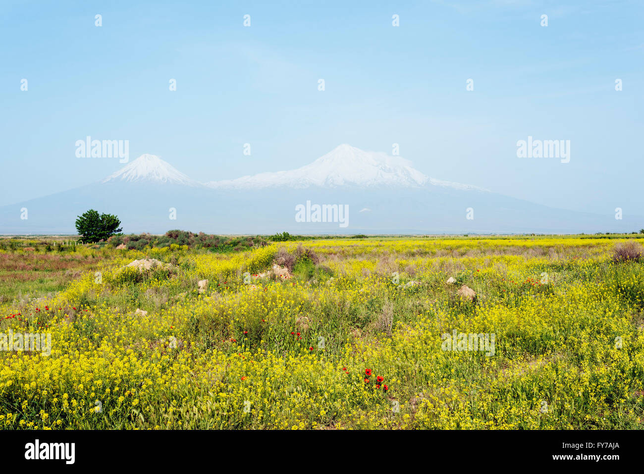 Eurasien, Caucasus Region, Armenien, Berg Ararat (5137m) höchster Berg in der Türkei fotografiert aus Armenien Stockfoto
