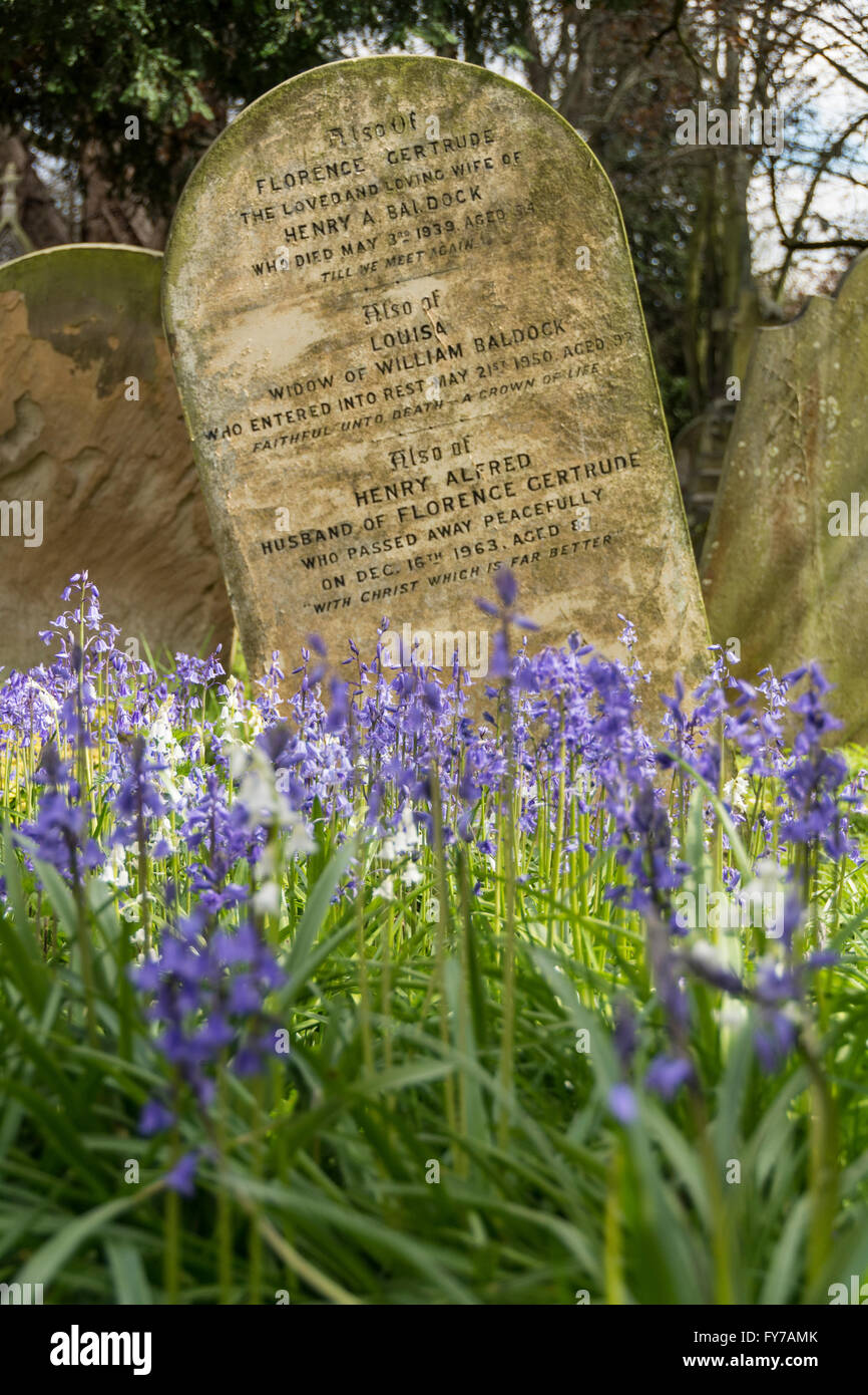 Teile des Frühlings Glockenblumen unter die Grabsteine des South Ealing Friedhof, W5, London, UK Stockfoto