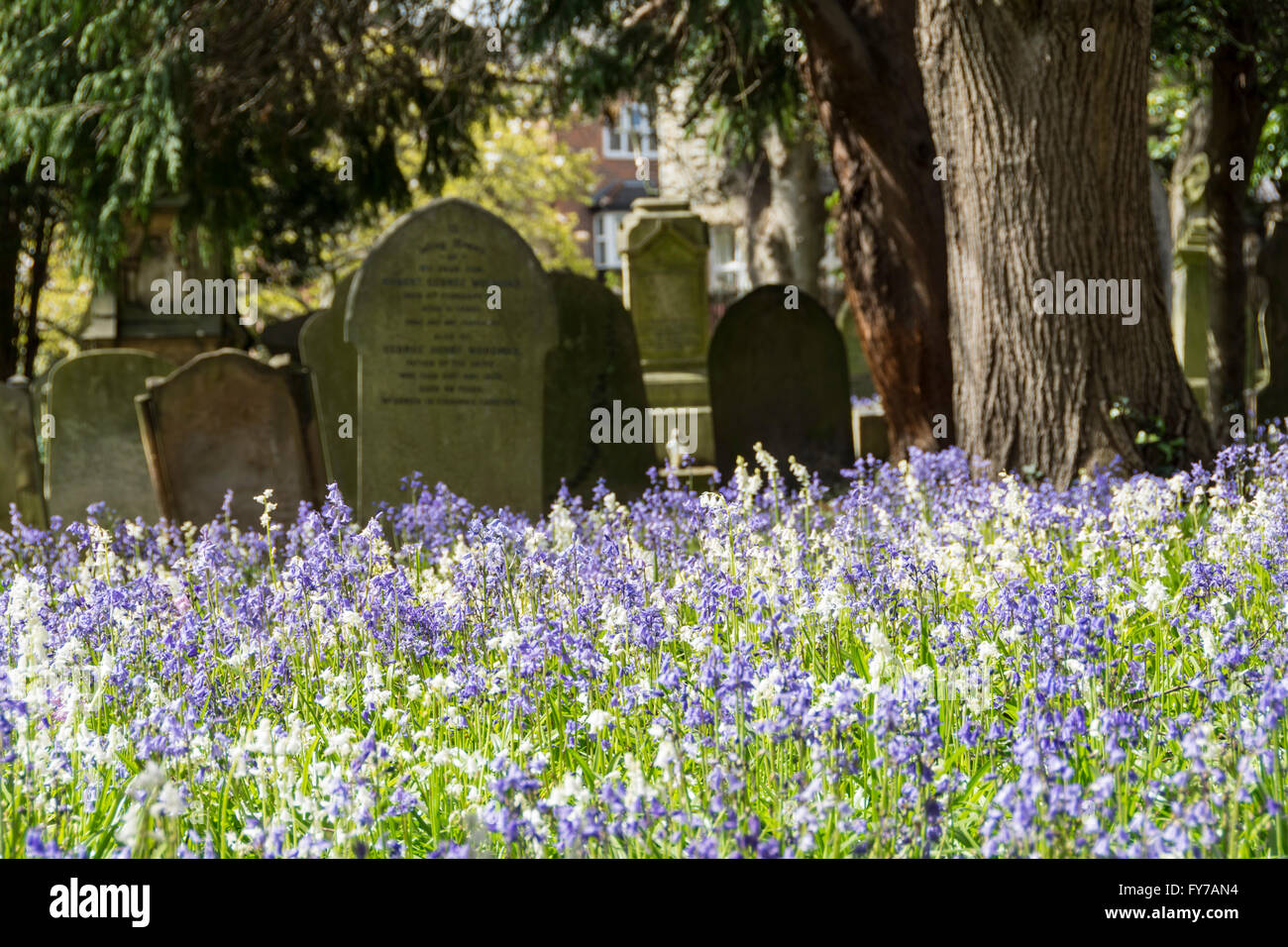 Teile des Frühlings Glockenblumen unter die Grabsteine des South Ealing Friedhof, W5, London, UK Stockfoto