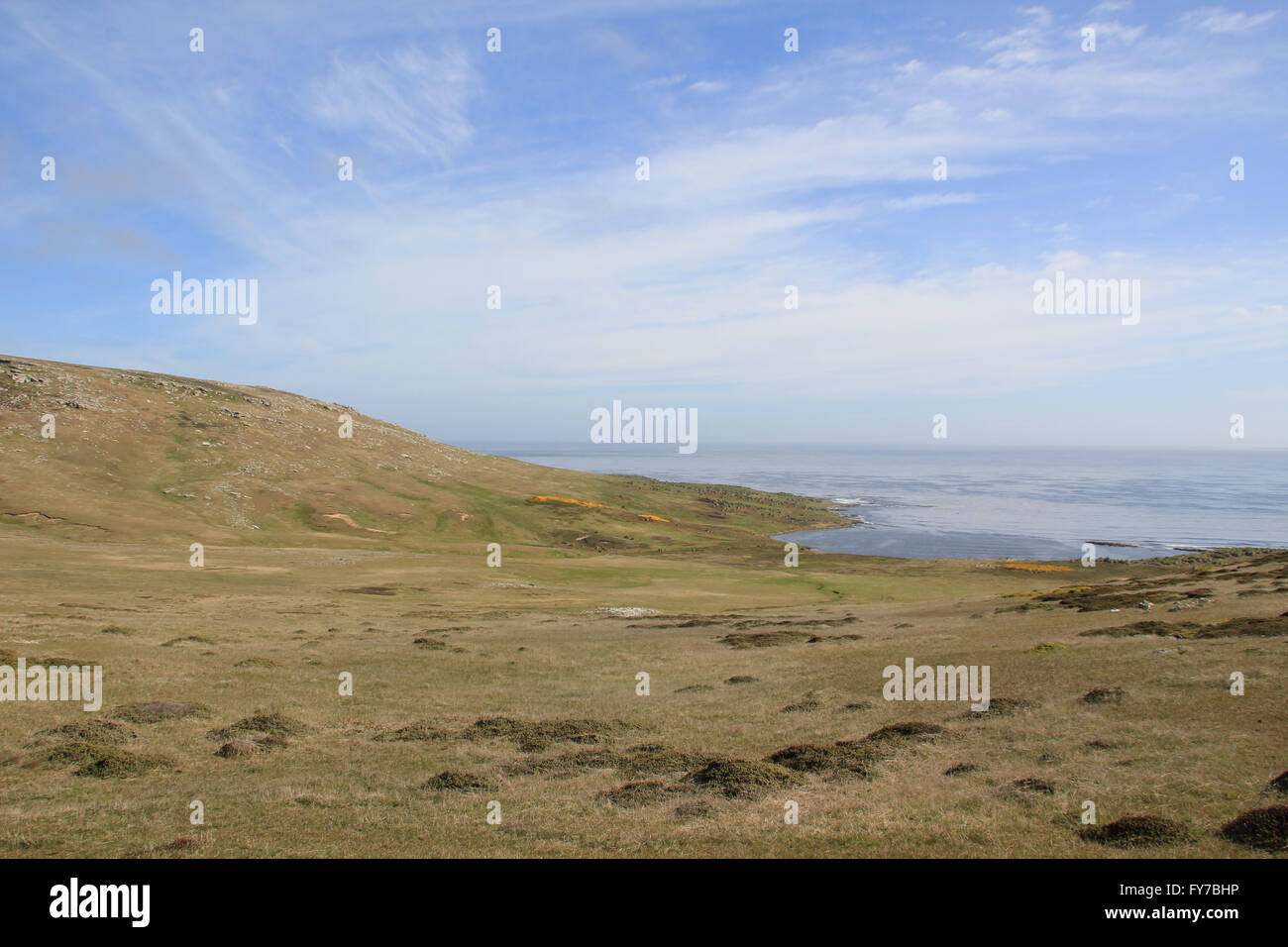 Das Grasland von West Point Insel, Falkland-Inseln Stockfoto