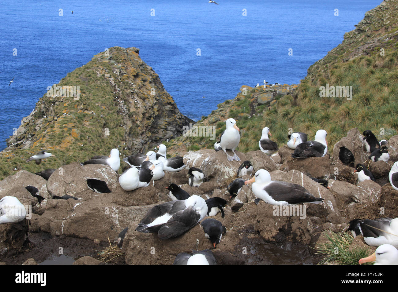 Albatros und Rockhopper-Pinguin-Kolonie in West Point Island, Falkland-Inseln, Süd-Atlantik Stockfoto