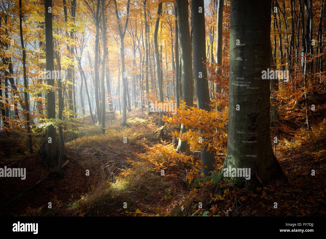 Wald Holz Laub lebendige Herbstnebel Bäume Natur Stockfoto