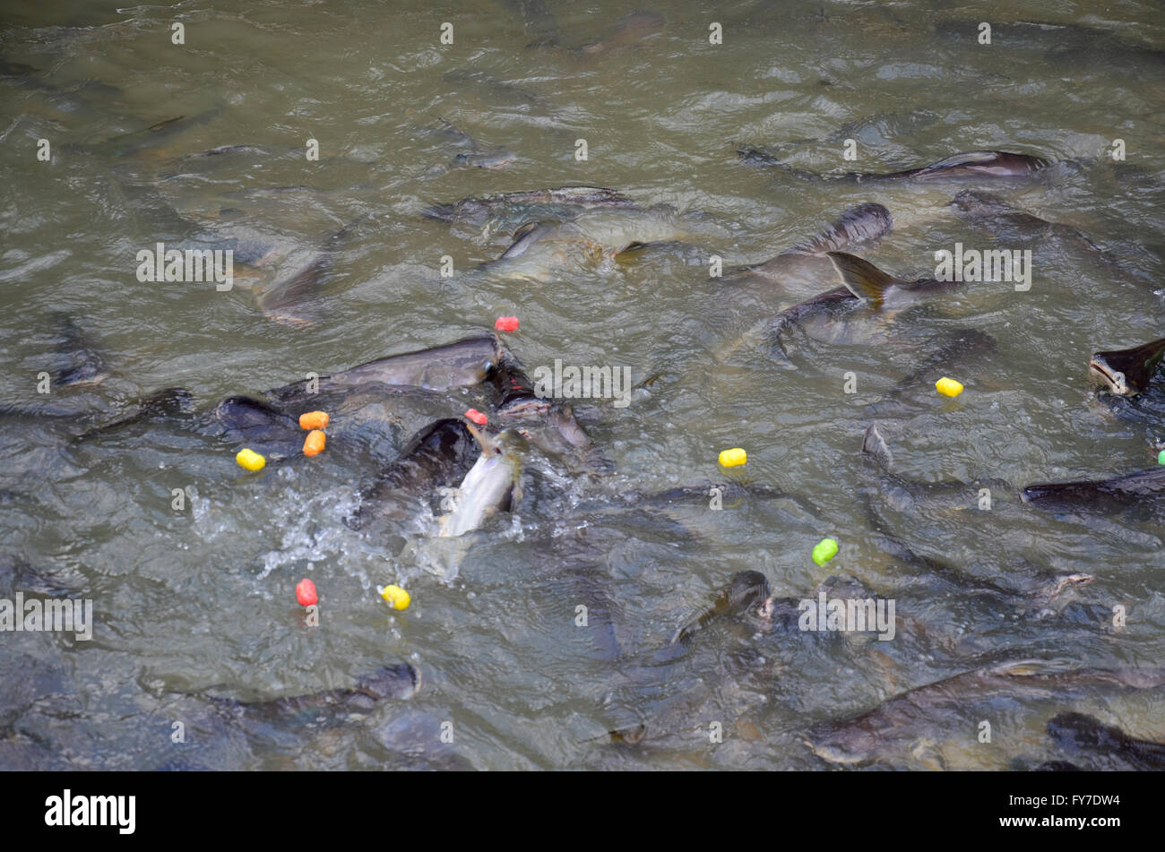 Thais Essen Fütterung am Chao Phraya River in Nonthaburi, Thailand zu fischen. Stockfoto