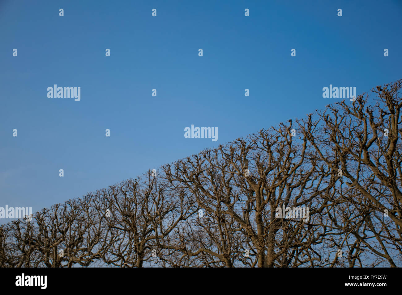 Bäumen und einem klaren, blauen Himmel Stockfoto