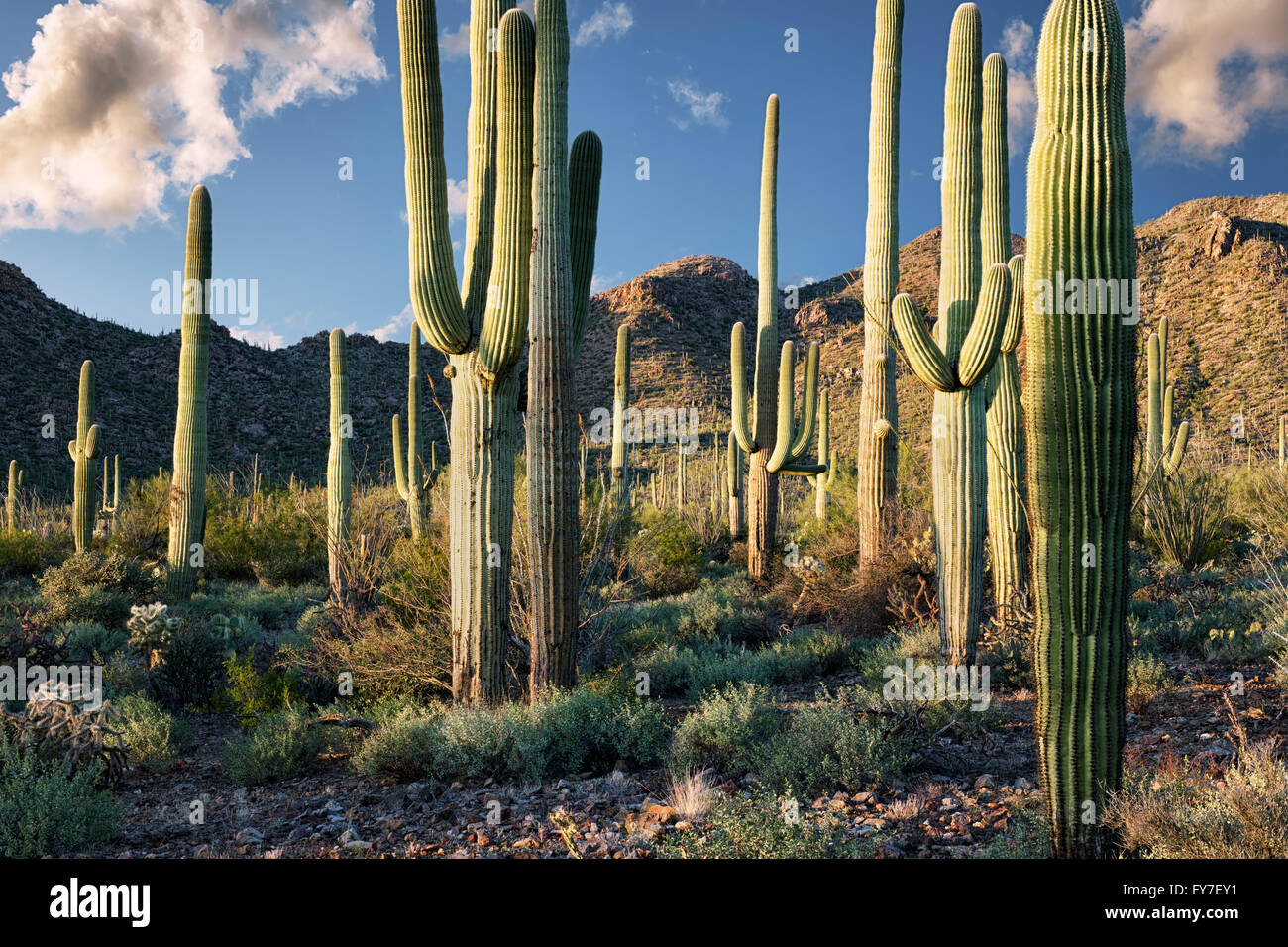 Die Wärme des Abendlicht auf die hoch aufragenden Saguaro-Kaktus im Arizona Saguaro National Park. Stockfoto