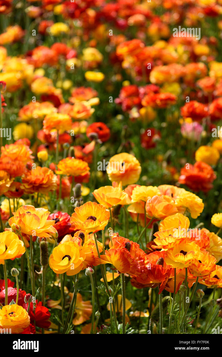 Orange und Gelb Ranunculus Blumen, senkrechten Rahmen. Stockfoto