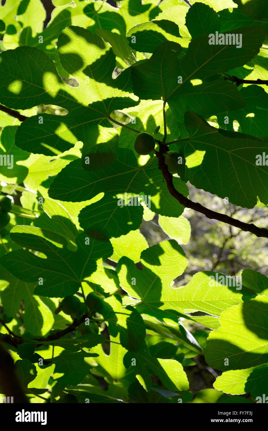 Sonnenlicht durch grüne Blätter an einem Baum in Griechenland Stockfoto