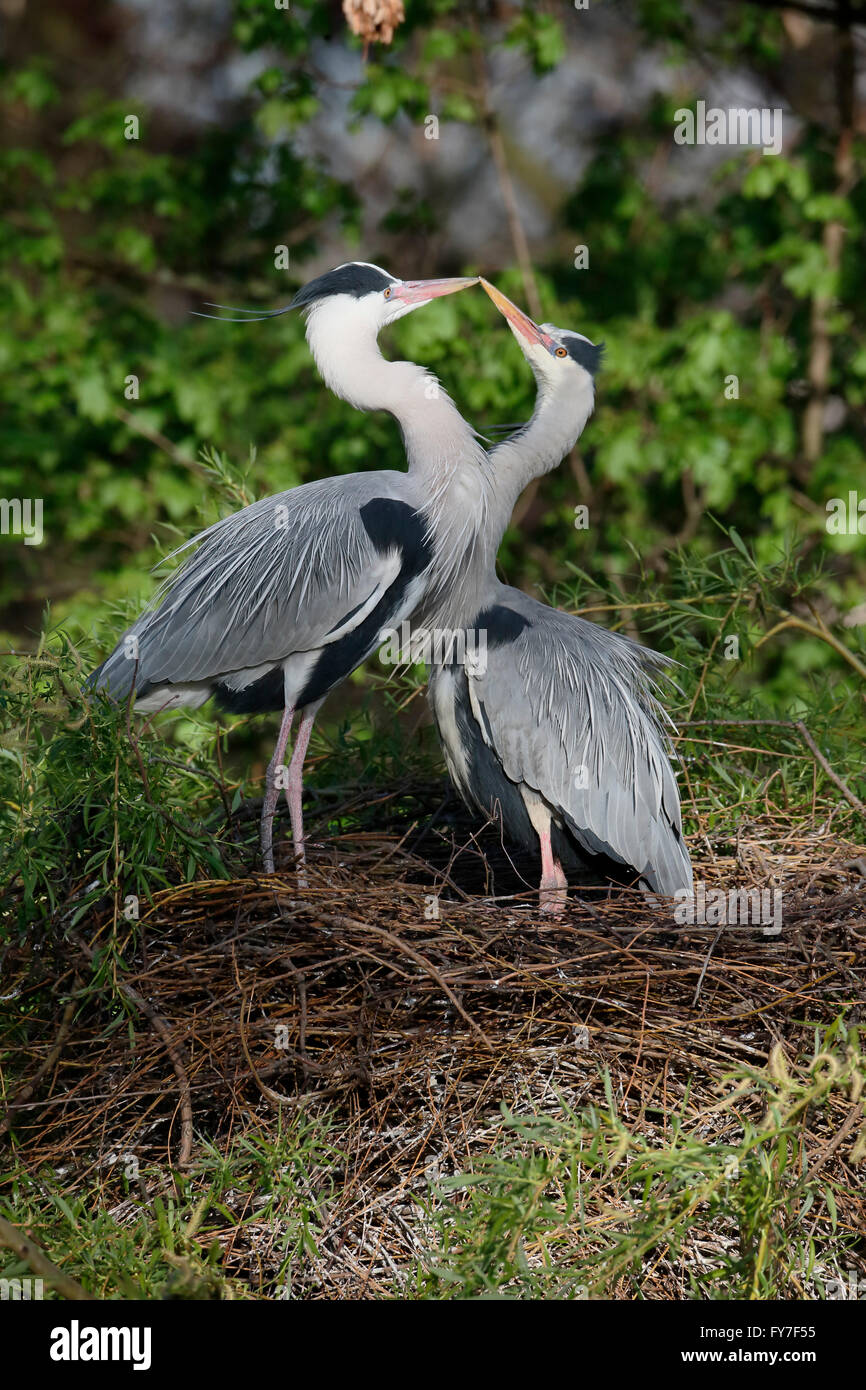 Graue Reiher, Ardea Cinerea, zwei Vögel auf Nest, Regents Park, London, April 2016 Stockfoto