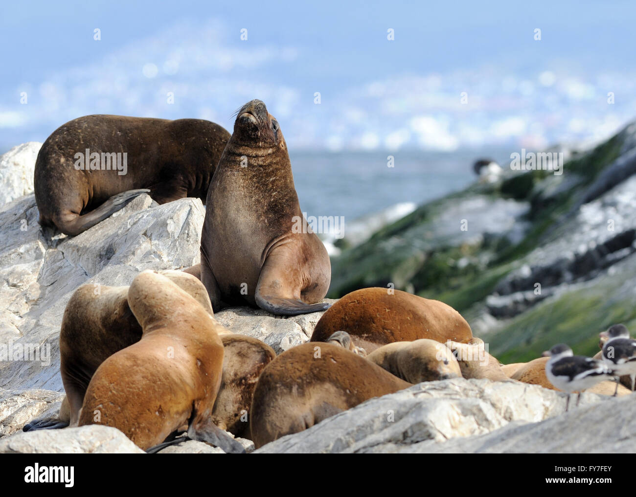 Südamerikanischen Seelöwen (Otaria Flavescens) auf einer Felseninsel im Beagle-Kanal. Ushuaia, Argentinien. Stockfoto