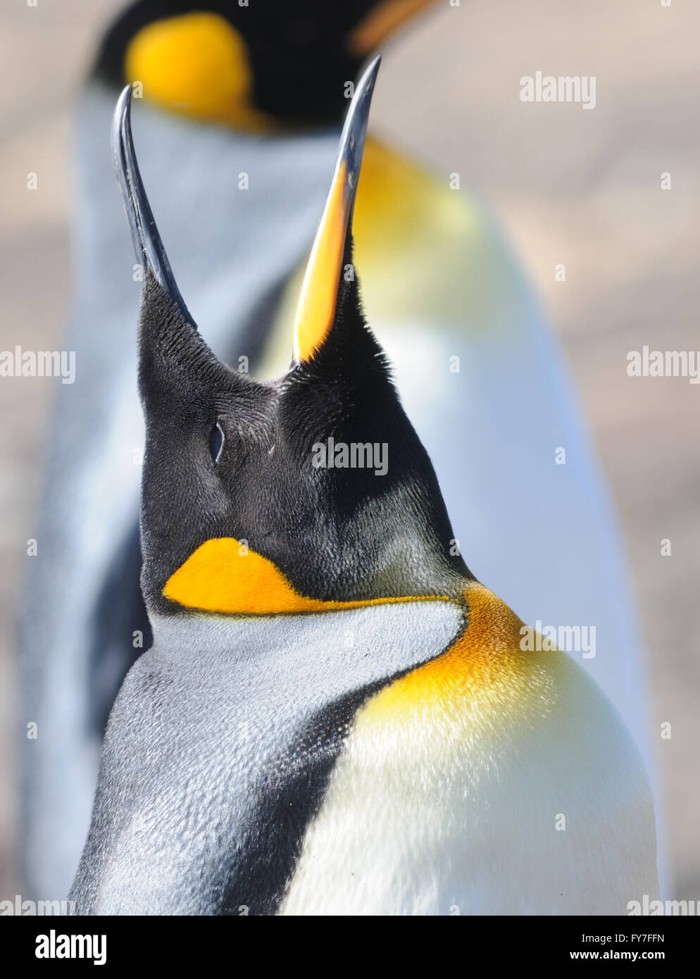 A König Pinguin (Aptenodytes Patagonicus) Anrufe.  Saunders Island, Falkland-Inseln. Stockfoto