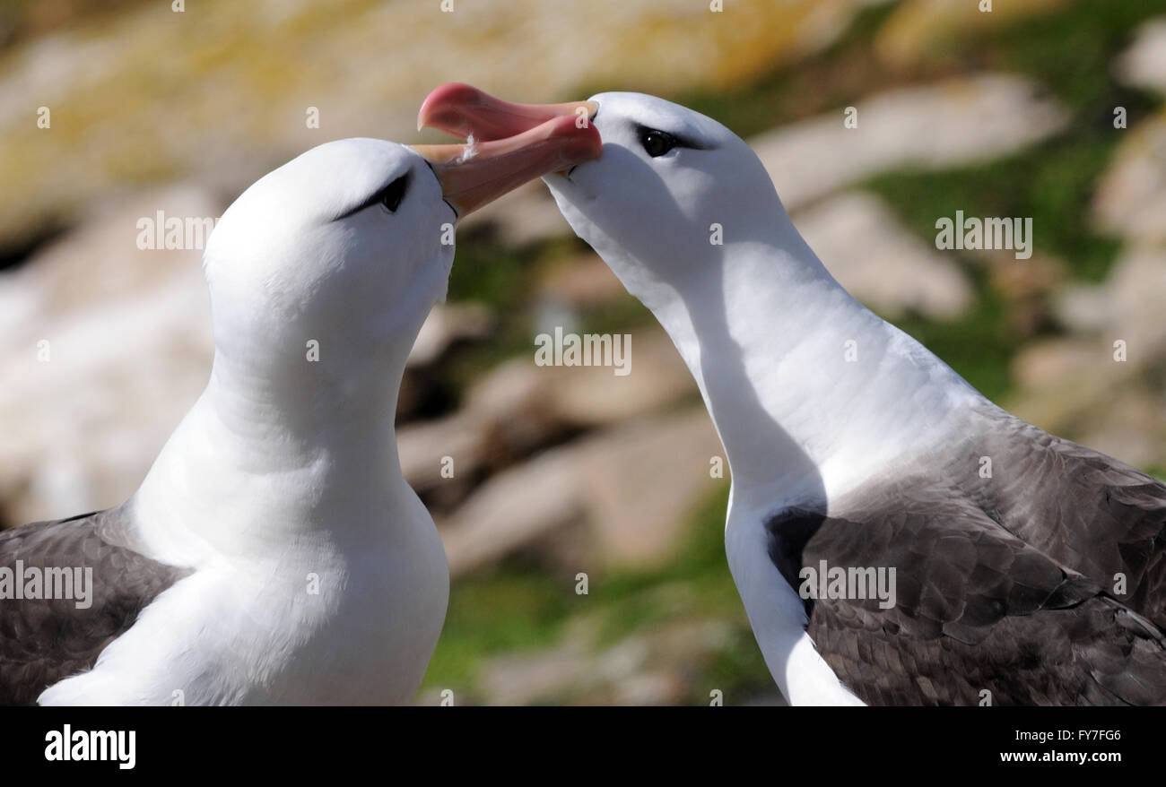 Ein paar Black-browed Albatross (Thalassarche Melanophris) zeigen umwerben Verhalten an ihrem Nest. Saunders Island Stockfoto