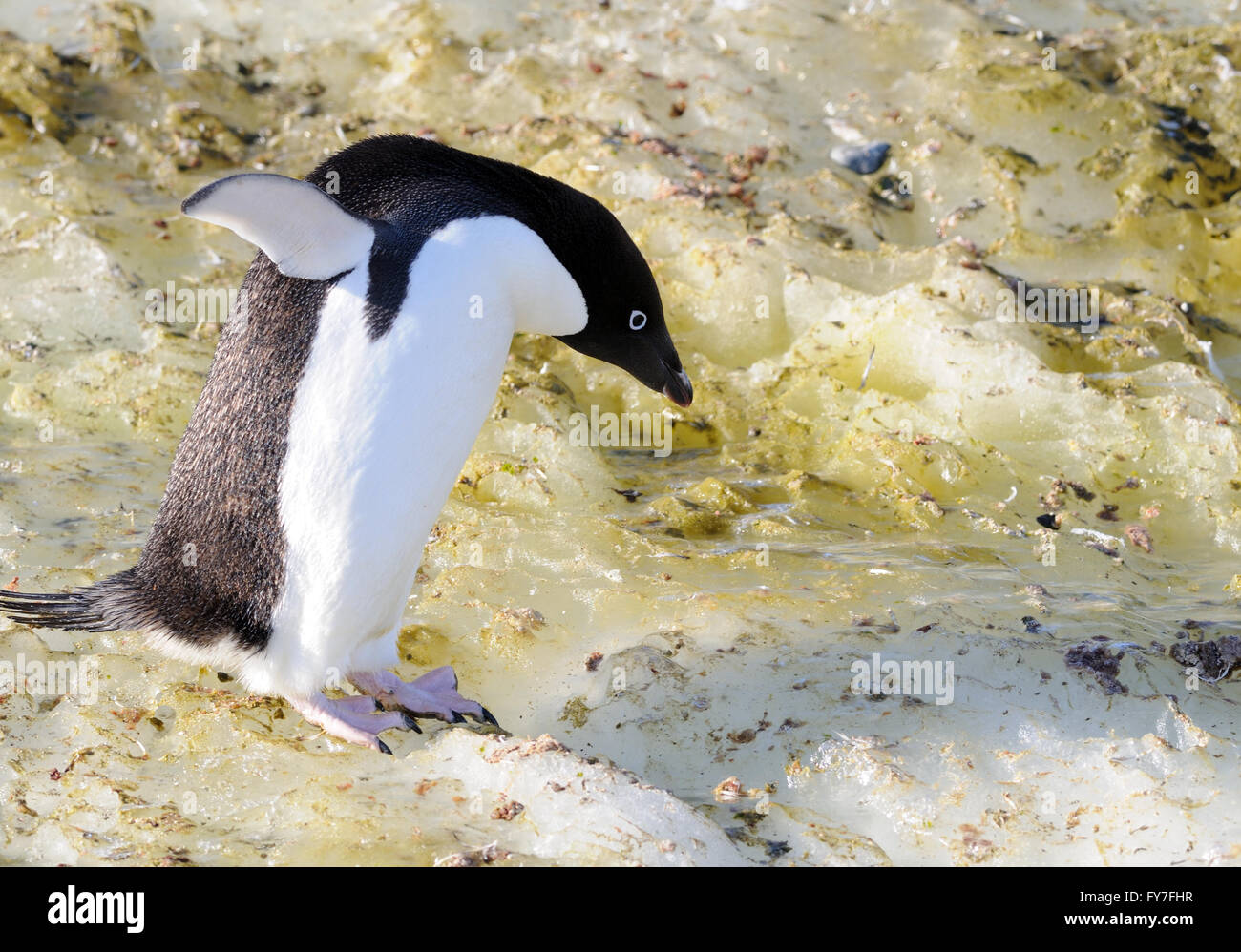 Ein Adelie Pinguin (Pygoscelis Adeliae) nimmt vorsichtig seinen Weg über Algen gebeizt Eis in der Nähe seiner Verschachtelung Kolonie. Hope Bay Stockfoto