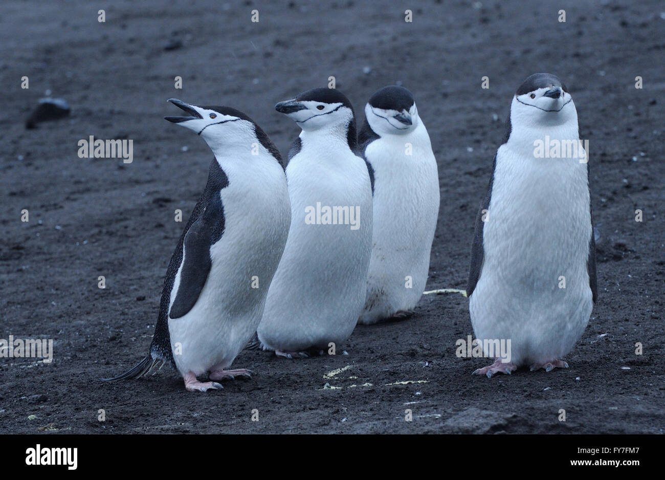 Auf schwarzem Vulkansand in ihre Verschachtelung Kolonie Pinguine Zügelpinguinen (Pygoscelis Antarctica)) stehen. Saunders Island, South Sandwic Stockfoto