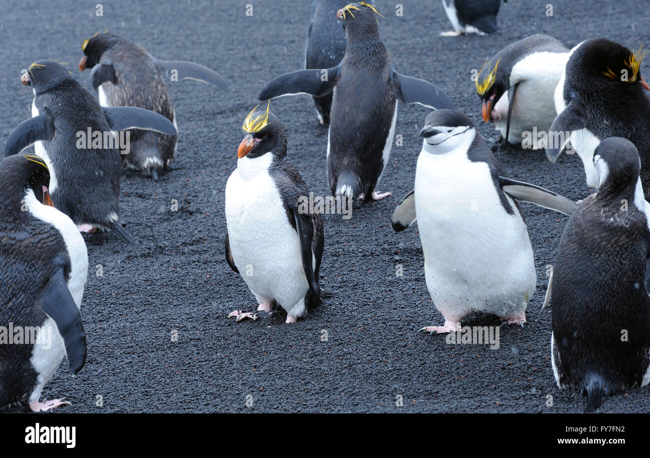 Pinguine Zügelpinguinen (Pygoscelis Antarctica) und Makkaroni Pinguine (Eudyptes Chrysolophus) stehen auf schwarzem Vulkansand Stockfoto