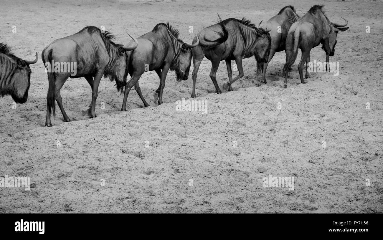 Eine Herde von zebus Stockfoto
