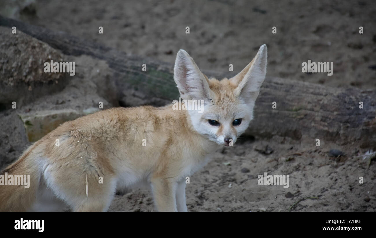 Fennec Füchslein Stockfoto