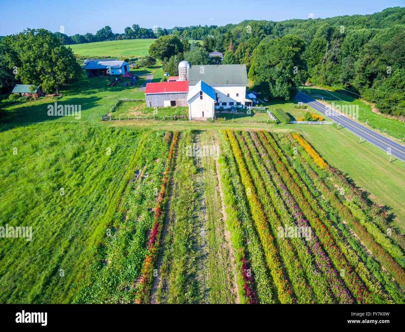 Luftaufnahme von den Blumenfeldern im Belvedere-Hof in Fallston, MD Stockfoto