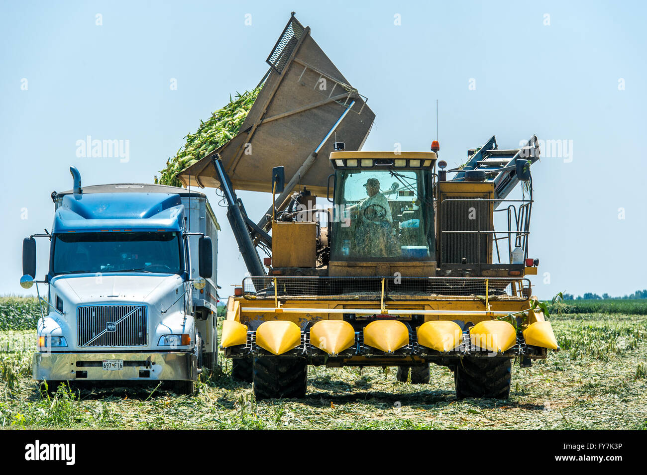 Mais geerntet auf der Bluestem Farm in Chestertown, MD. Stockfoto