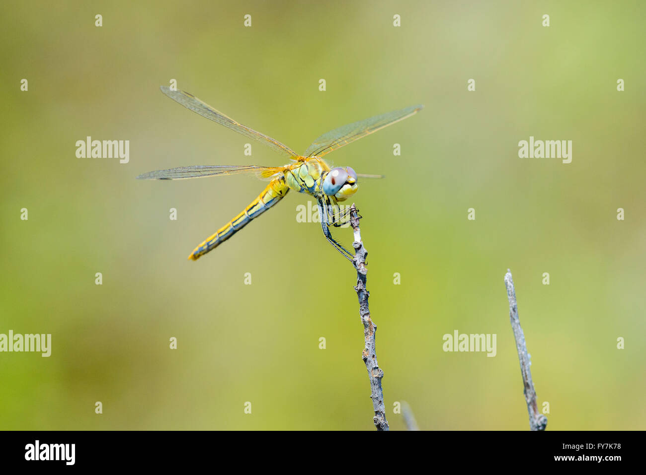 Gelbe Libelle packte einen Zweig Stockfoto