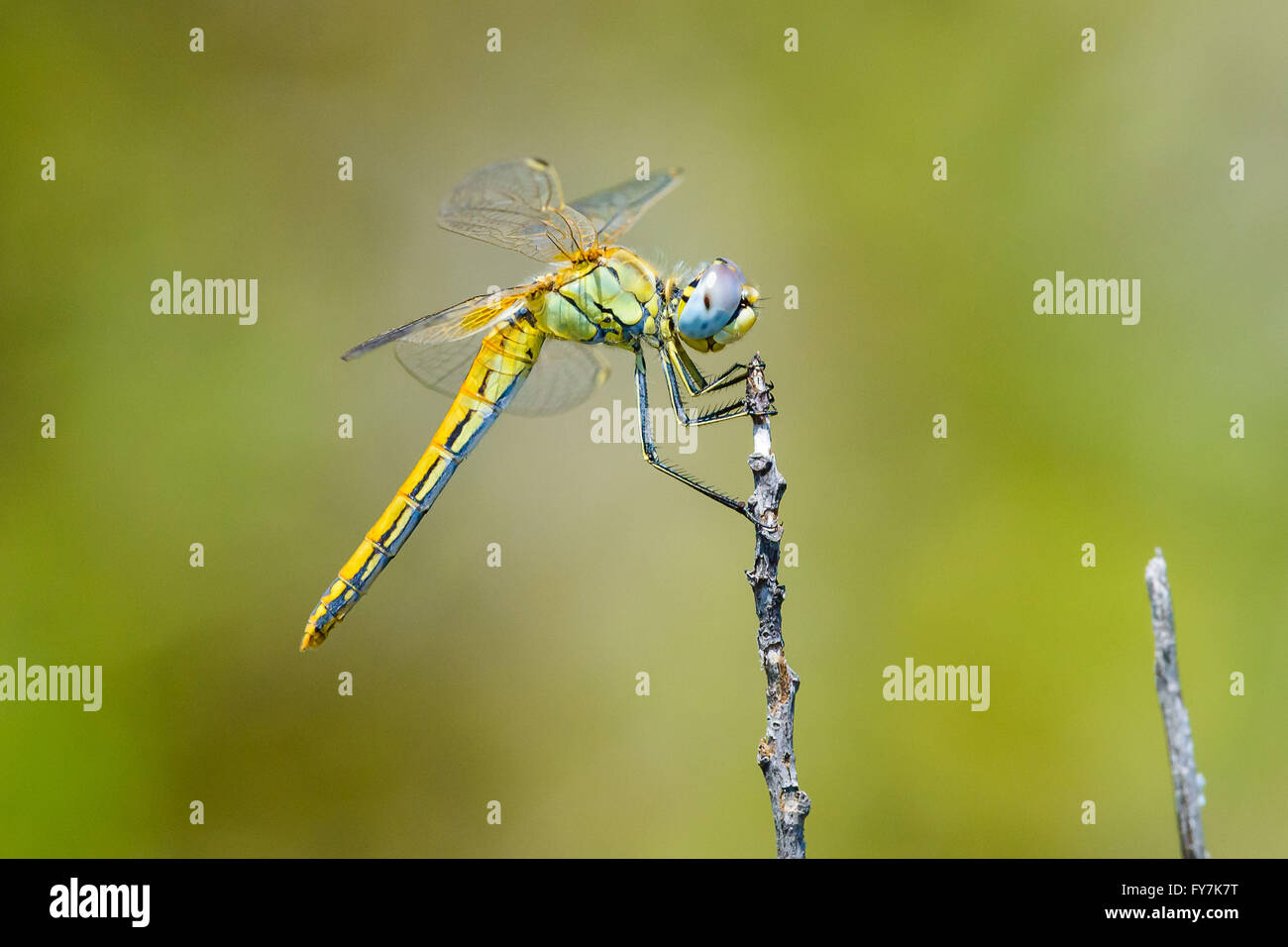 Gelbe Libelle packte einen Zweig Stockfoto