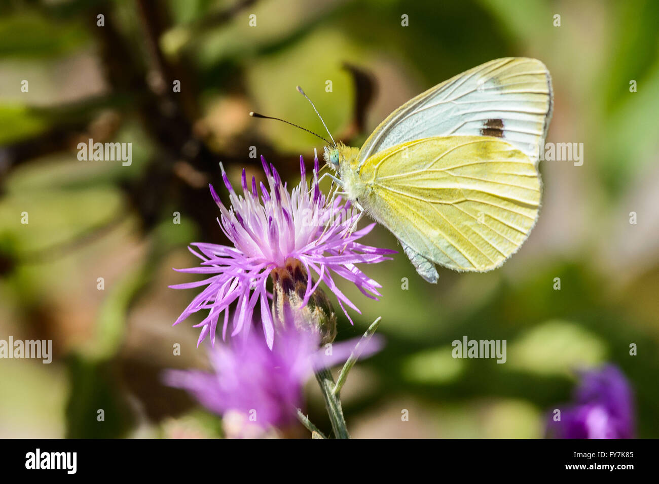 Pieris Rapae, normalerweise genannt kleine Kohl weißen Schmetterling Stockfoto