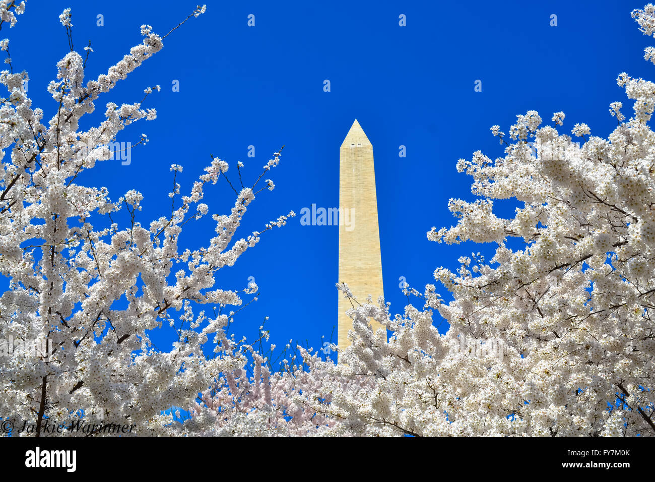 Das Washington Monument während der Cherry Blossom Festival Washington DC Stockfoto