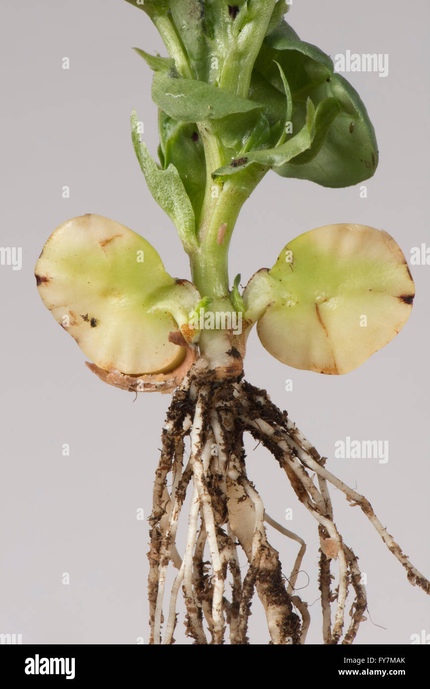 Junge Bohnen Pflanze, Vicia Faba, mit gekeimten Samen aufgeteilt, um Nahrung Reserve zeigen und früh Blätter und Wurzeln Stockfoto