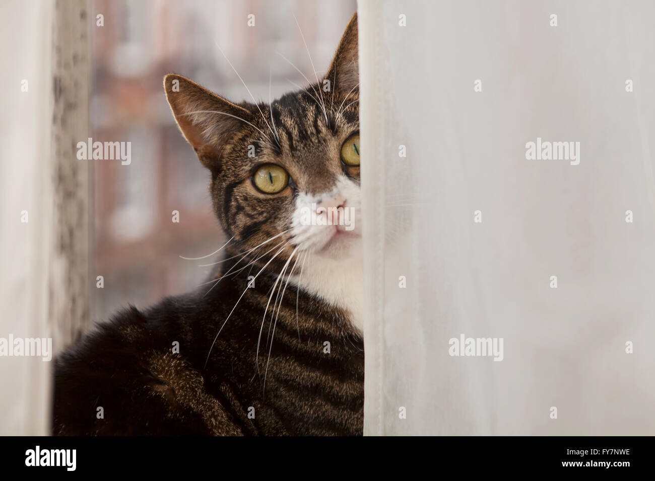 Flat Cat. So viele Menschen leben in Wohnungen ohne Zugang zu einem Garten eine Gruppe von Hauskatzen Anruf flach ca geworden Stockfoto