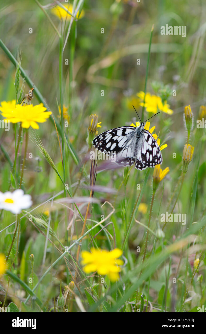 Spanisch marmoriert weiß, Melanargia Ines ruht auf einem Felsen. Andalusien, Spanien. Stockfoto