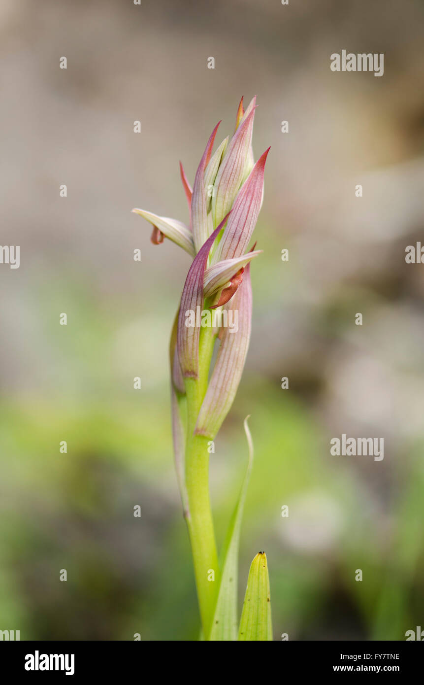Kleine Blumen Zunge Orchidee, Serapias Parviflora Orchidee, Andalusien, Südspanien. Stockfoto