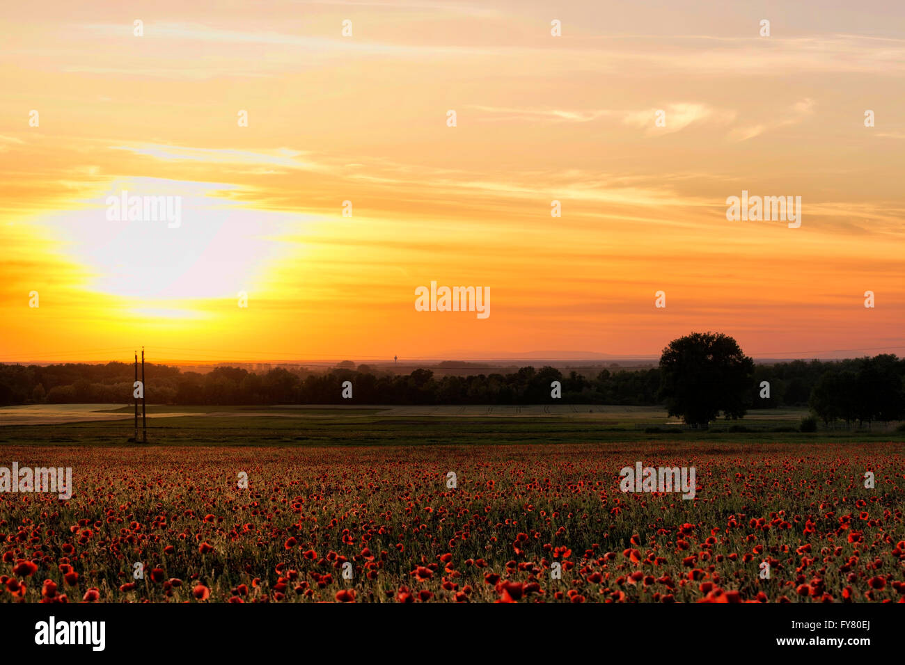 Mohnfeld im Sonnenuntergang Stockfoto