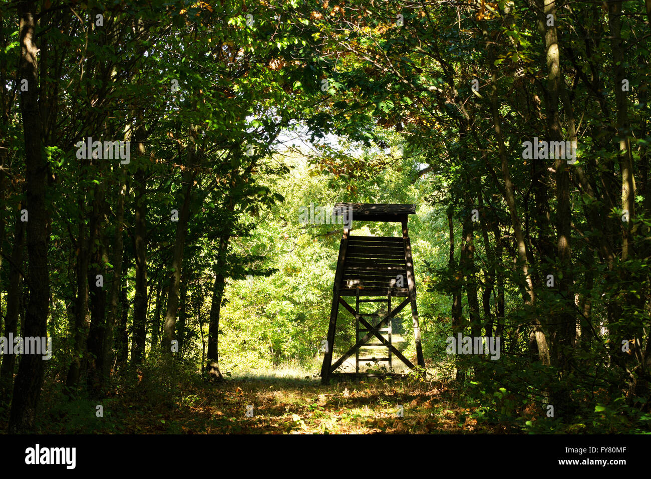 Jägerss Stand im Wald im Herbst Stockfoto