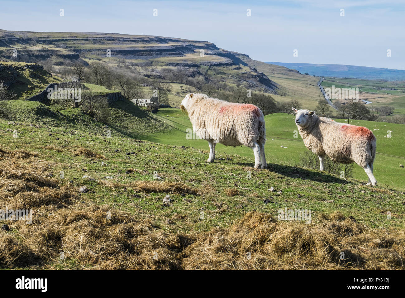 Überqueren Sie Cheviot Schafe über Kapelle-Le-Dale Stockfoto