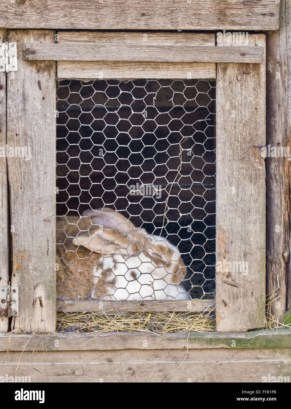 Kaninchen im Käfig Stockfoto