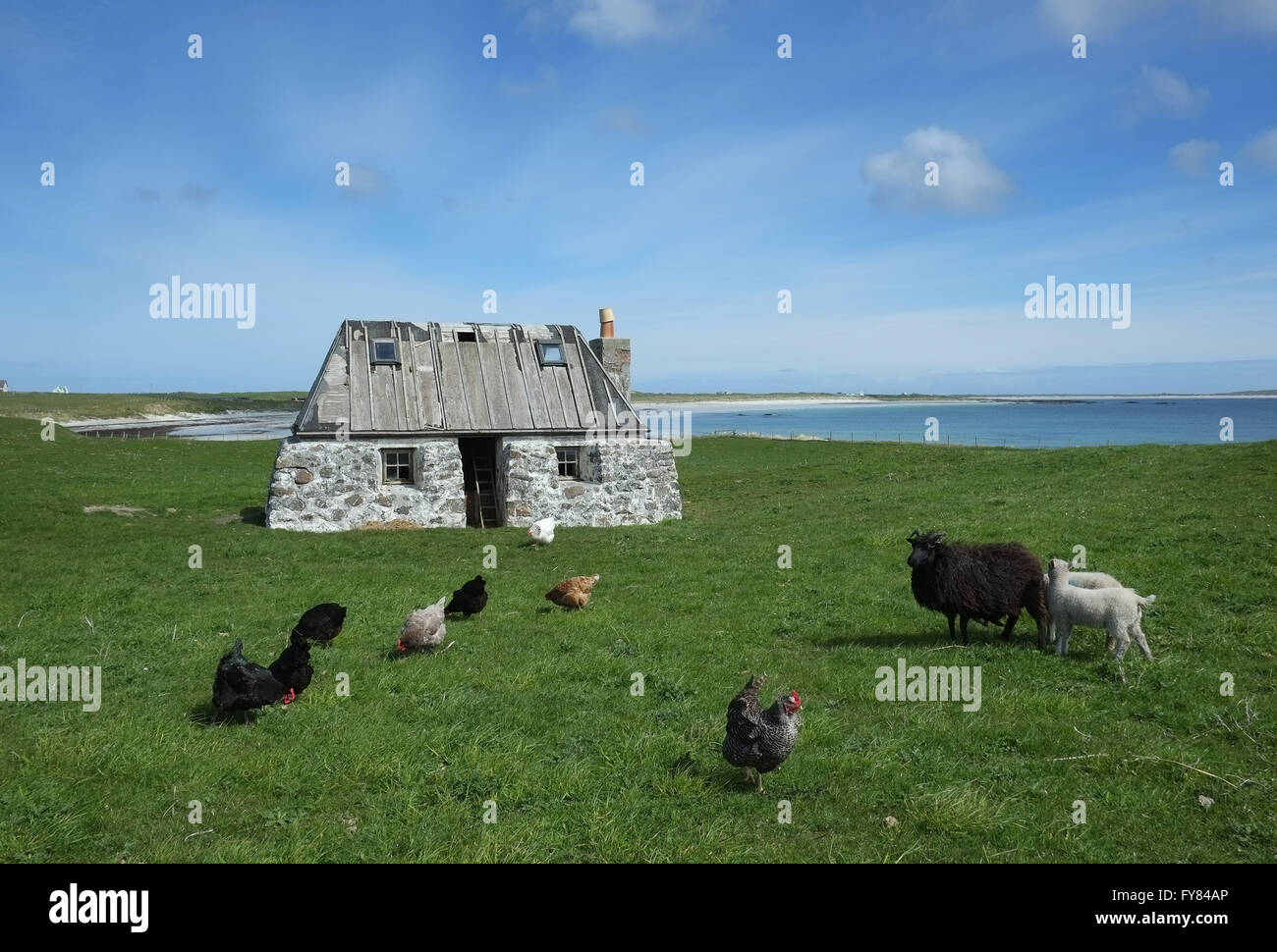 Tiree Inneren Hebriden, weiden Schafe vor einer zerstörten Blackhouse im Dorf Balemartine Tiree, Inneren Hebriden. Stockfoto