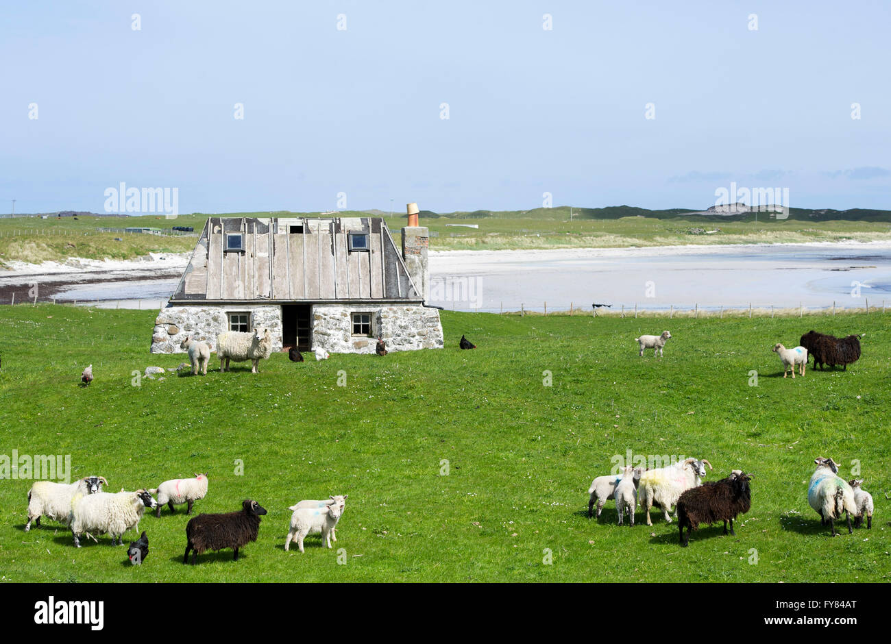 Tiree Inneren Hebriden, weiden Schafe vor einer zerstörten Blackhouse im Dorf Balemartine Tiree, Inneren Hebriden. Stockfoto