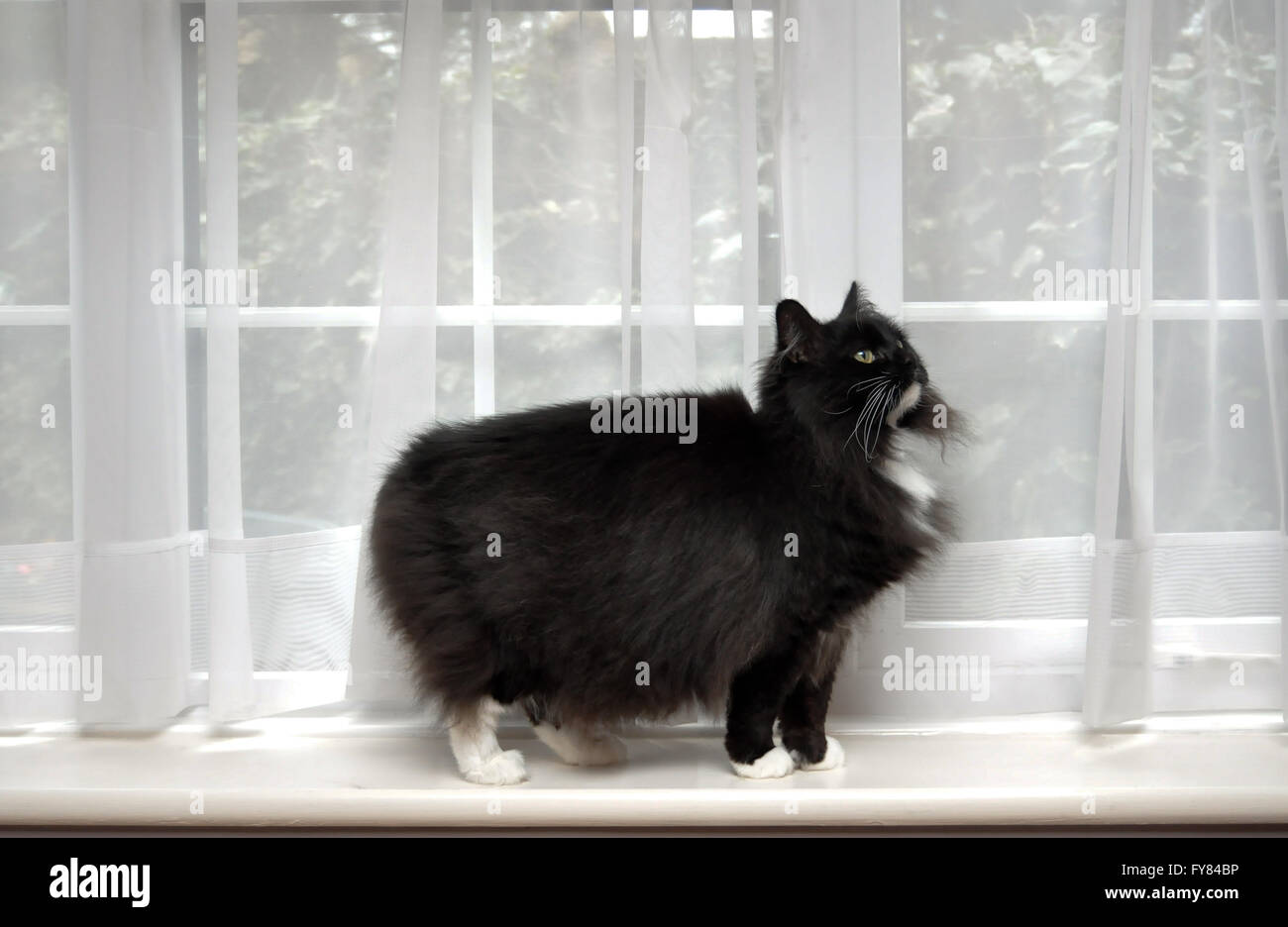 Schwarz und weiß, flauschige Katze im Fenster stehen Stockfoto