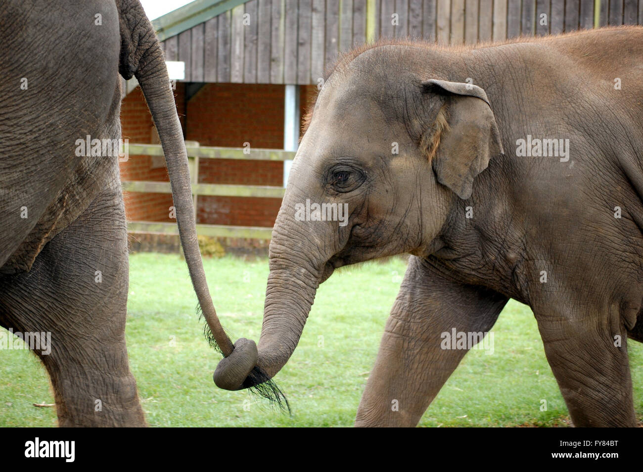 Baby asiatischen Elefanten zu Fuß hinter seiner Mutter hält und hält ihr Schweif mit seinem Stamm. Stockfoto