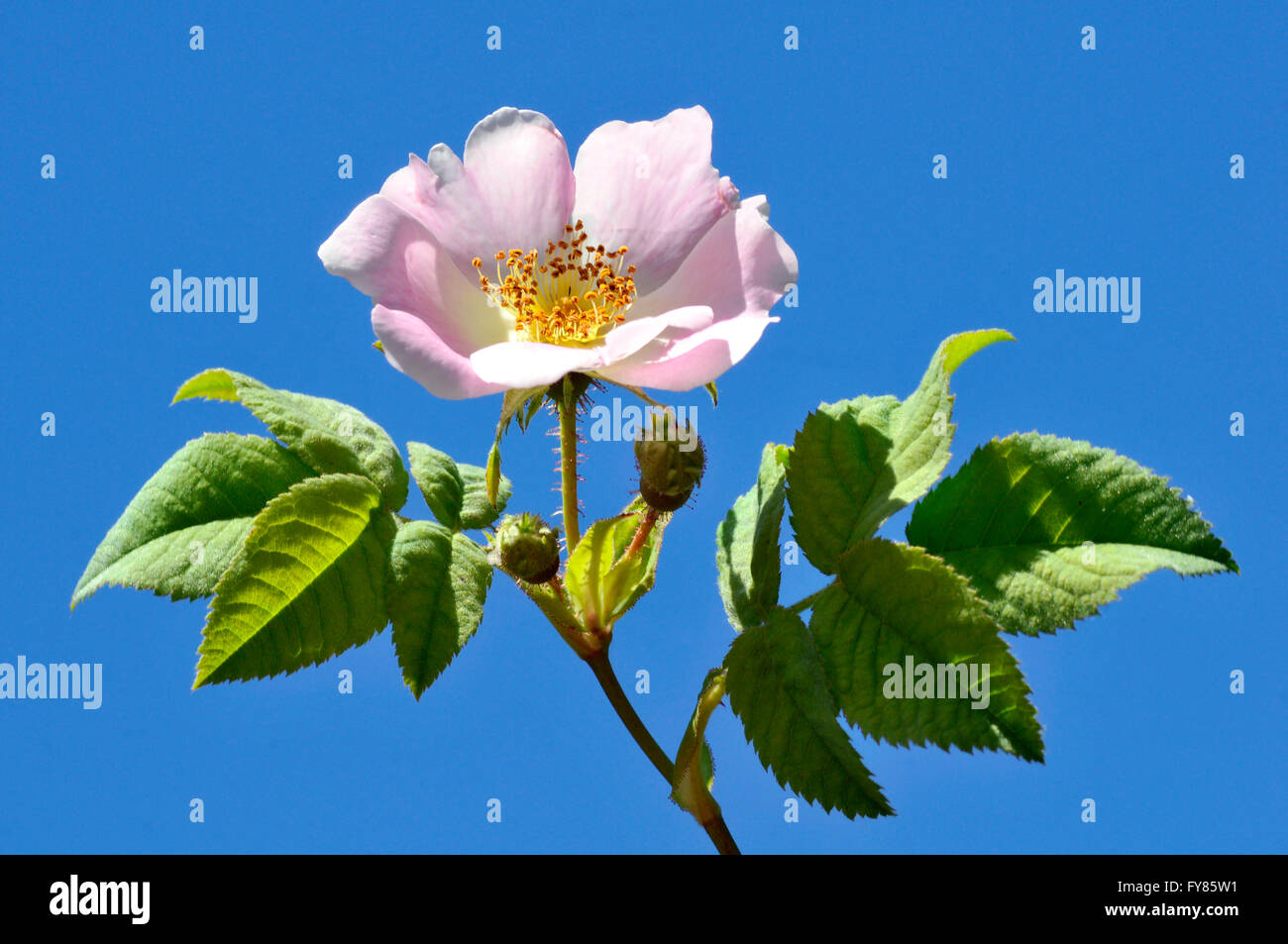 Closeup Dog rose (Rosa Canina) Blume auf blauen Himmelshintergrund Stockfoto