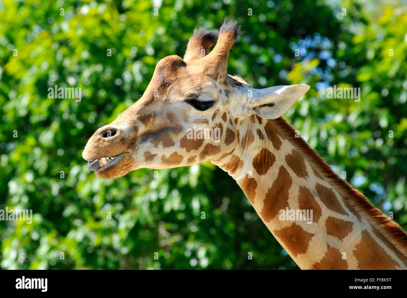 Profilbildnis einer Giraffe (Giraffa Plancius) zeigt seine Zähne auf grünem Laub Hintergrund Stockfoto