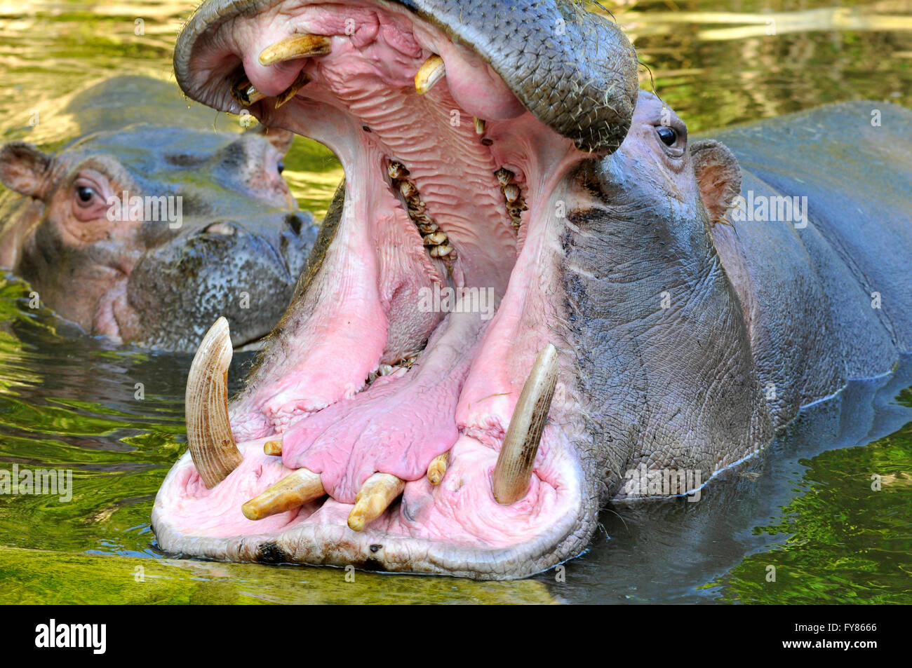 Nahaufnahme der Hippopotamus Amphibius öffnen Mund im Wasser Stockfoto