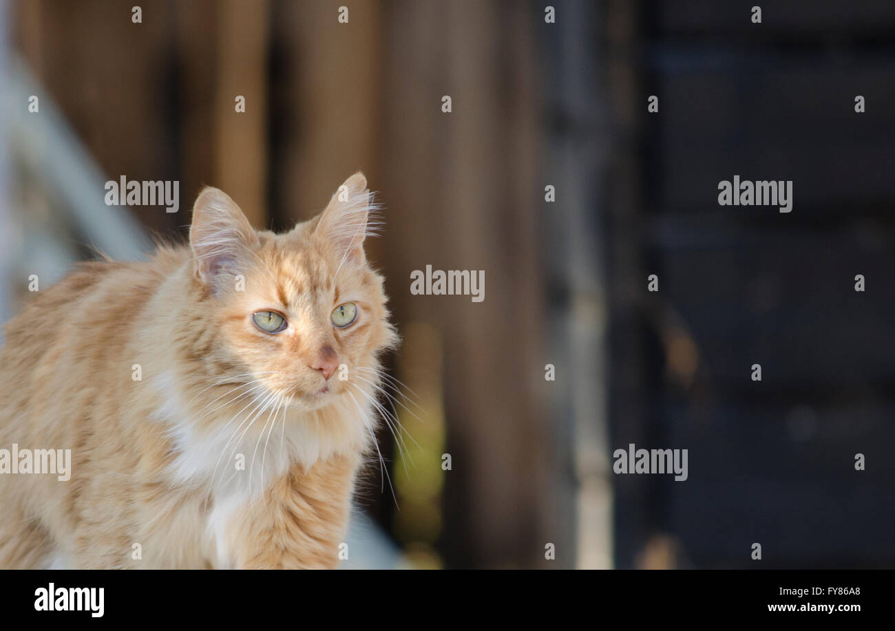 Orange-weiße Katze draußen beobachten. Stockfoto