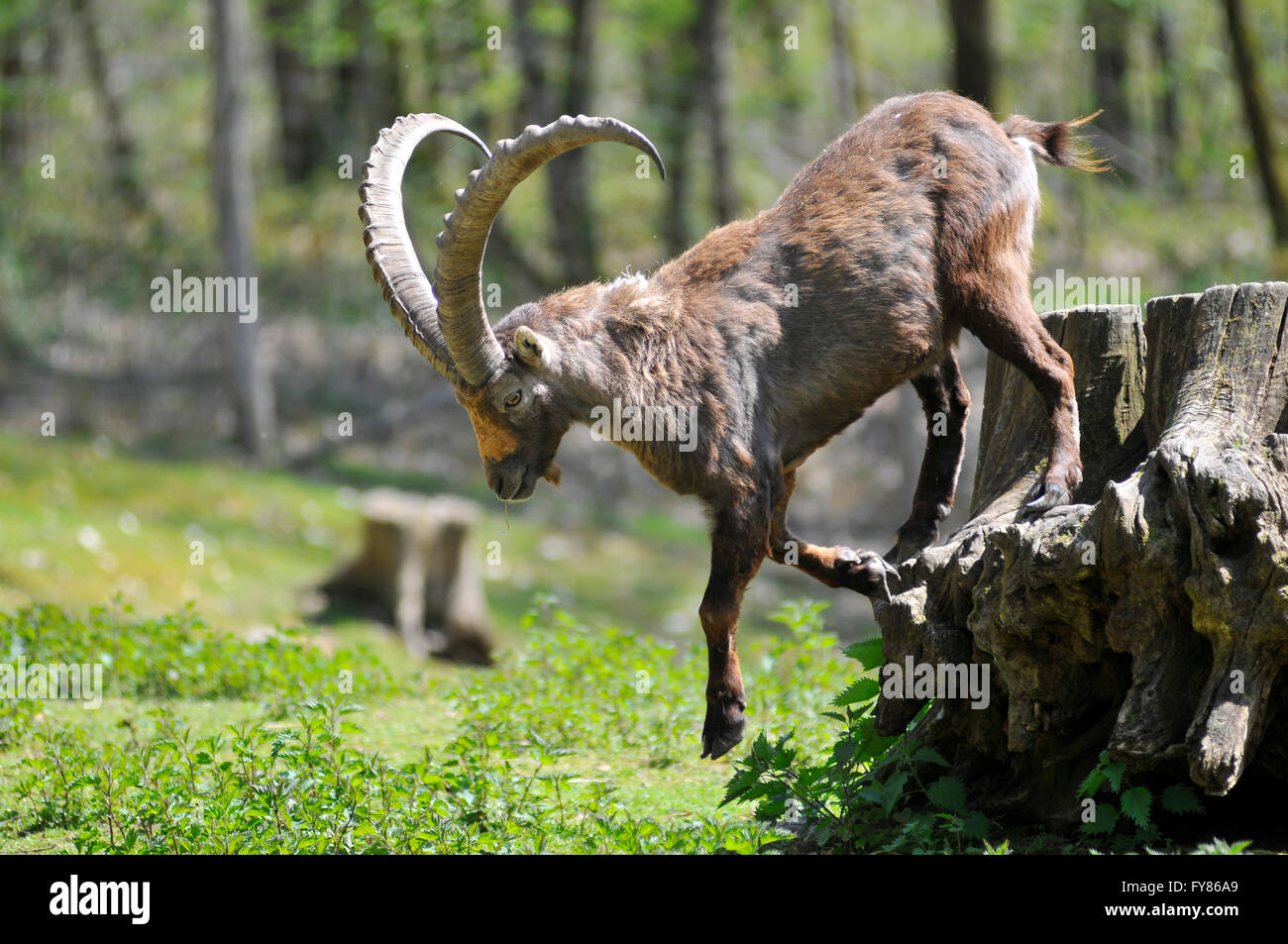 Aus einem steinbock mädchen