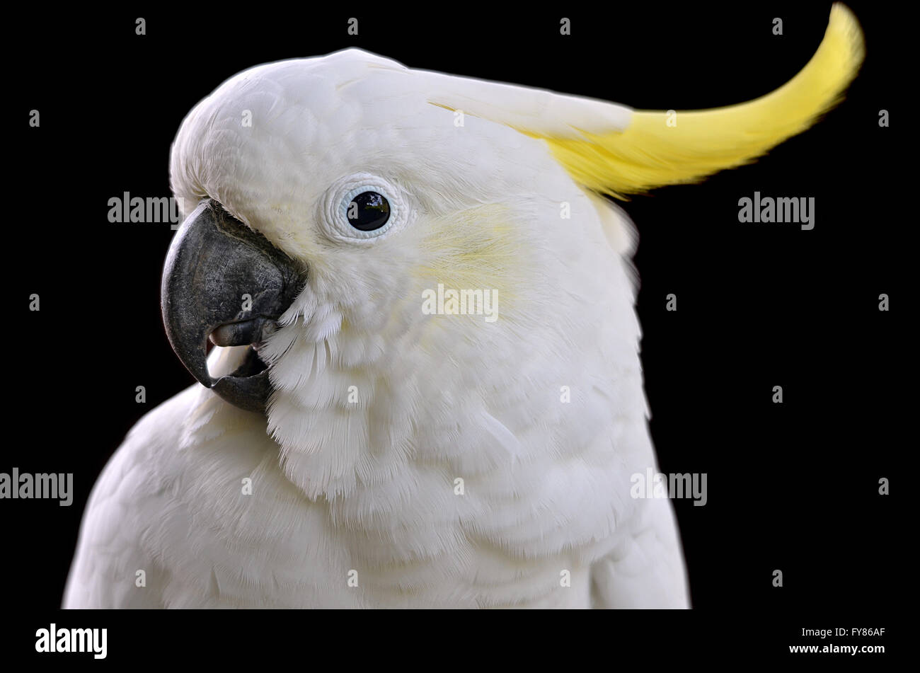 Profilbildnis von Schwefel crested Kakadu (Cacatua Galerita) auf schwarzem Hintergrund Stockfoto