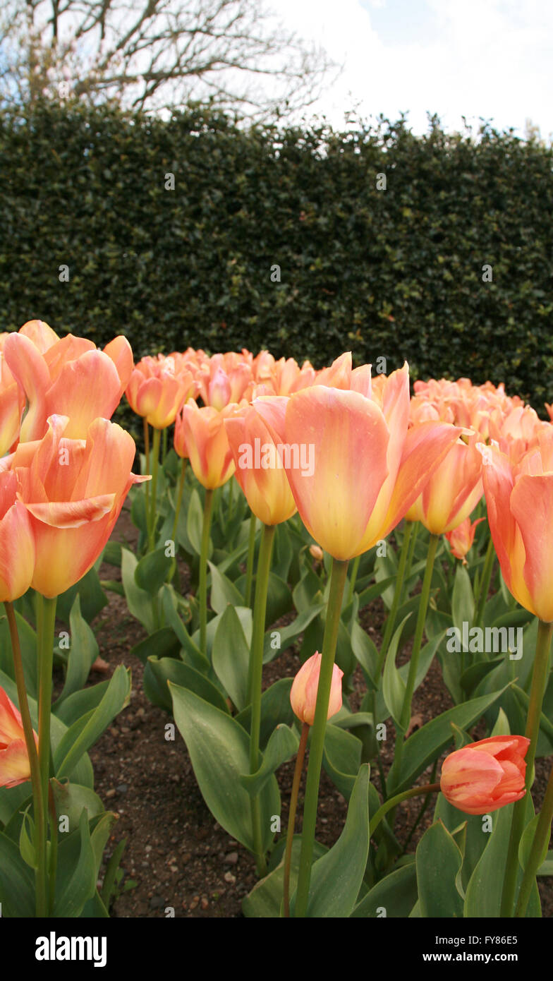 Orange und gelbe Tulpen wachsen in einem irischen Garten Stockfoto