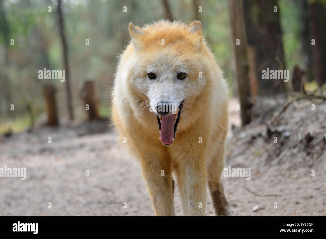 Porträt von Arctic Wolf (Canis Lupus Arctos) Mund offen im Wald Stockfoto